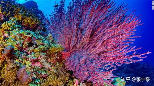 吃瓜潜水员,水下美食探险记